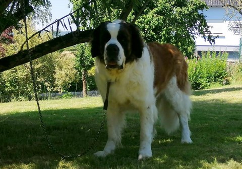 Olyana vom Haselrecht