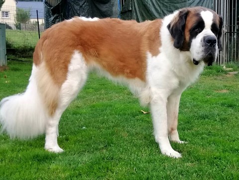 Orly vom Haselrecht 7 Jahre 2 M. alt