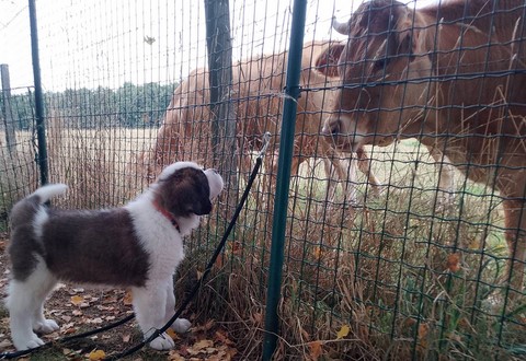 Rhapsody von den Grossen Strolchen