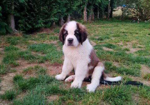 Rhapsody von den Grossen Strolchen