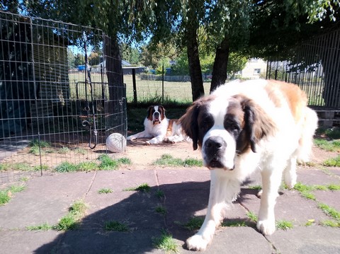 Rhapsody von den Grossen Strolchen