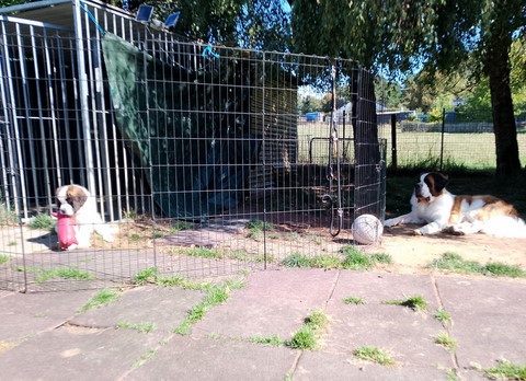 Rhapsody von den Grossen Strolchen & Orly vom Haselrecht