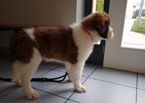 Rhapsody von den Grossen Strolchen