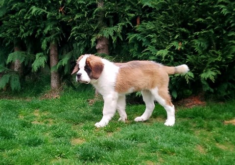 Rhapsody von den Grossen Strolchen