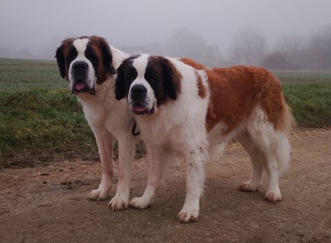 08.02.2026 Orly & Olyana vom Haselrecht