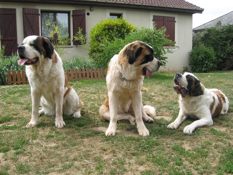 Xionara,Ursina (Sina) von den Grossen Strolchen, Oxana