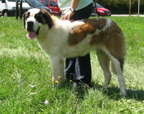 Unique von den Grossen Strolchen