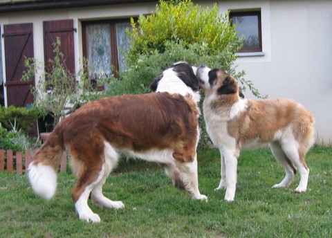 Gizmo Vom Illtal, Ursina (Sina) von den Grossen Strolchen