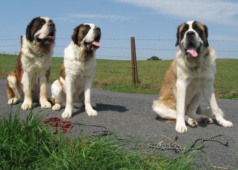 Gizmo,Oxana, Ursina (Sina) von den Grossen Strolchen