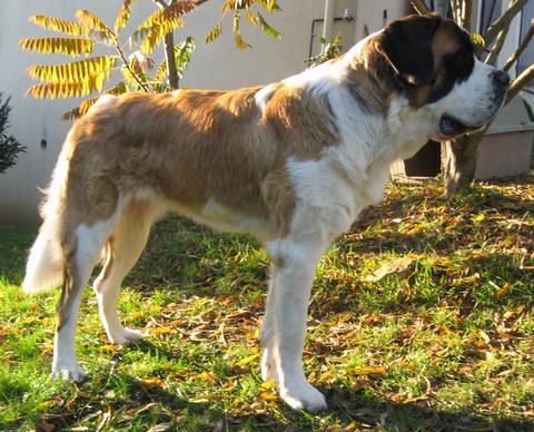 Ursina (Sina) von den Grossen Strolchen