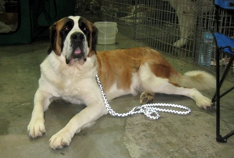 Ursina (Sina) von den Grossen Strolchen