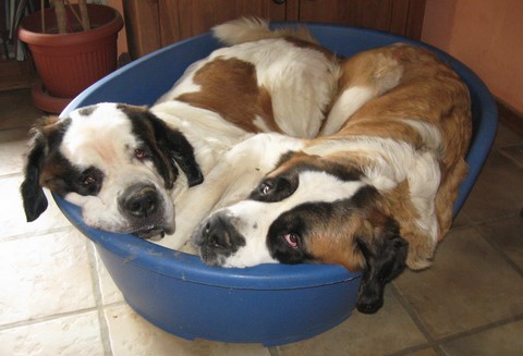 Xionara v.t` Beukeböschke & Ursina von den Grossen Strolchen