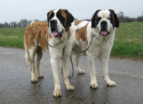 Ursina v d Grossen Strolchen & Xionara v.`t Beukeböschke