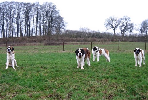 Sina, Dante, Xionara & Oxana