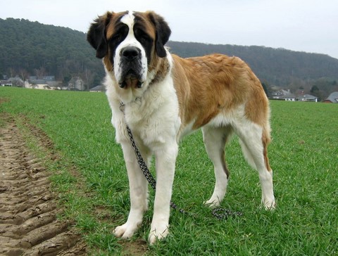 Ursina (Sina) von den Grossen Strolchen