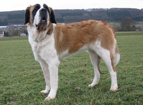 Ursina (Sina) von den Grossen Strolchen