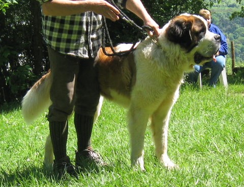Urmel von den Grossen Strolchen