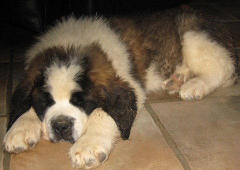 Jayant vom Haselrecht