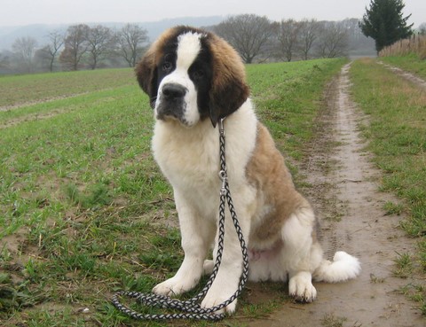 Jayant vom Haselrecht