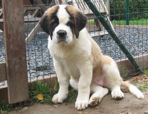 Jaya vom Haselrecht 3 M. alt