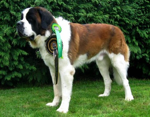 Jayant vom Haselrecht