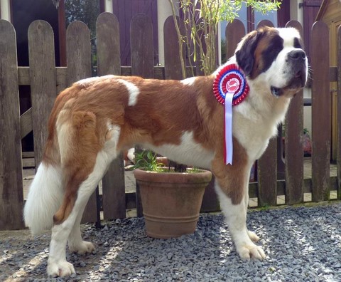 Layan vom Haselrecht