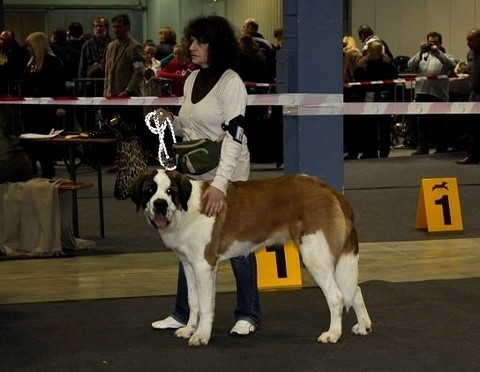 Jaya vom Haselrecht 8 M. alt