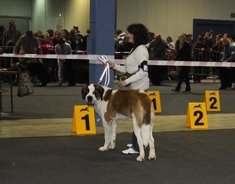 Jaya vom Haselrecht 8 M. alt