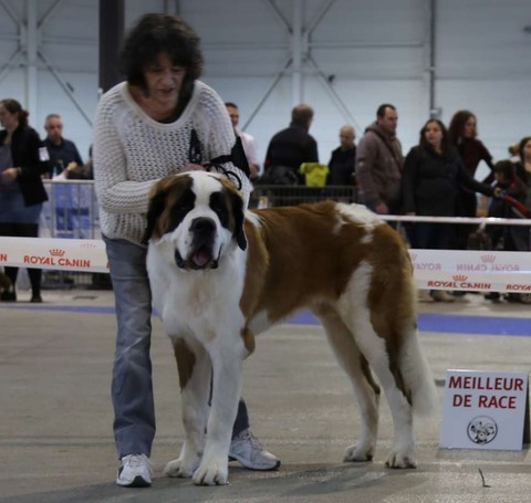 Layan vom Haselrecht 10 ½ M.