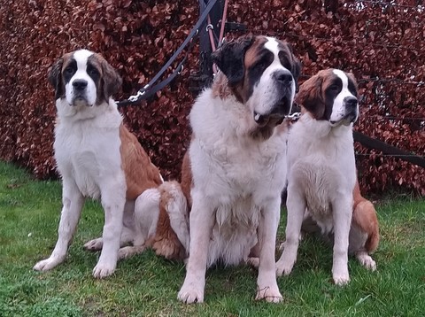 Opale vom Haselrecht