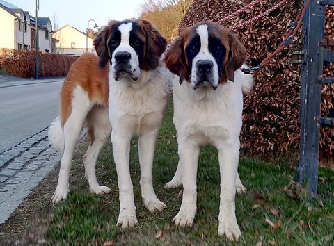 Orly & Opale vom Haselrecht