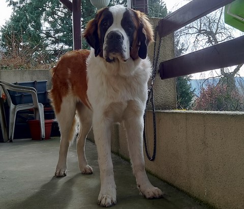 Olyana vom Haselrecht