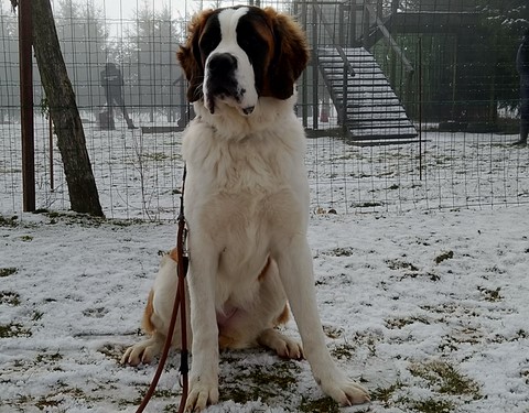 Orly vom Haselrecht 8 M.