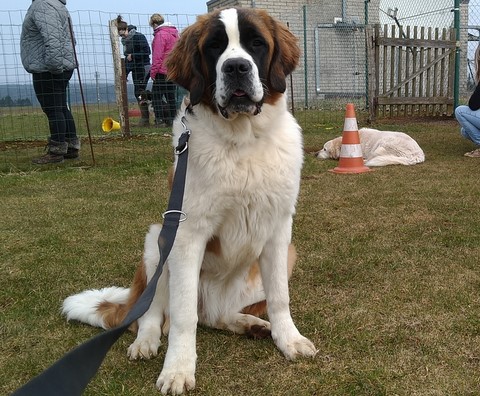 Opale vom Haselrecht