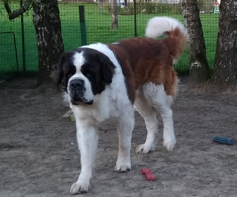 Jayant vom Haselrecht