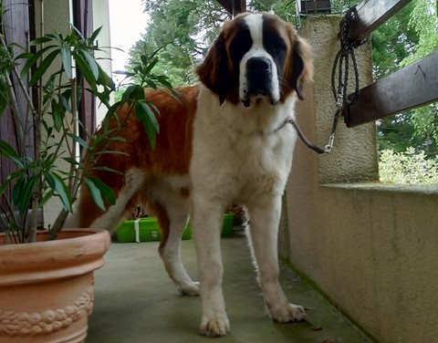 Opale vom Haselrecht