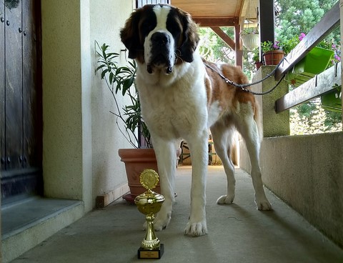 Orly vom Haselrecht 12 M.