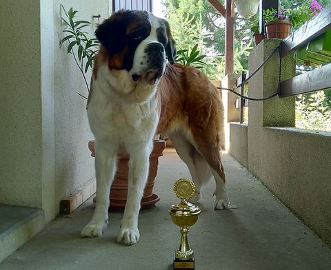 Mayerling des Coteaux Lauragais