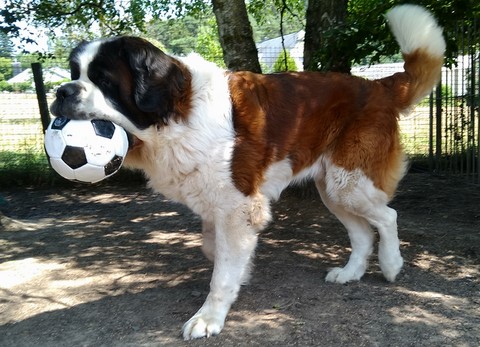 Jayant vom Haselrecht