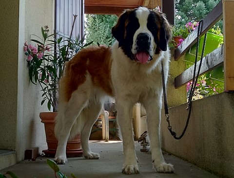 Olyana vom Haselrecht