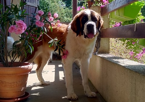 Opale vom Haselrecht