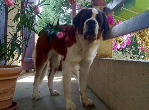 Mayerling des Coteaux Lauragais