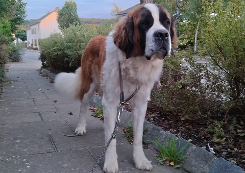 Opale vom Haselrecht