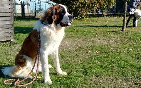 Opale vom Haselrecht