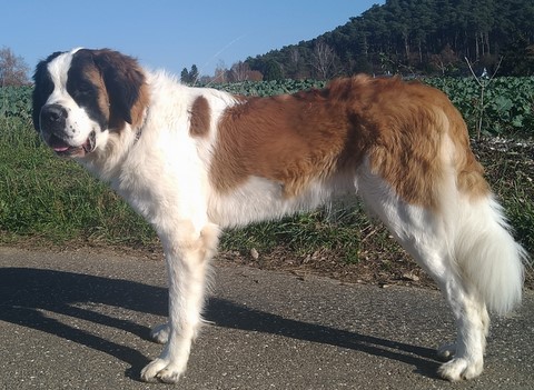 Olyana vom Haselrecht