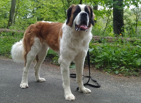 Orly vom Haselrecht 22 M.