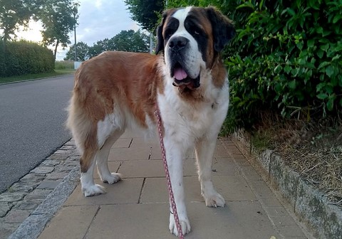 Ursina (Sina) von den Grossen Strolchen