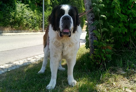 Jayant vom Haselrecht