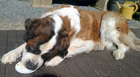 Ursina (Sina) von den Grossen Strolchen 9 Jahre