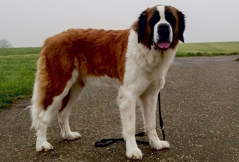 Opale vom Haselrecht